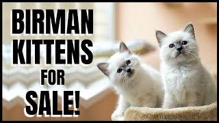 Birman Kittens for Sale [upl. by Matthews]