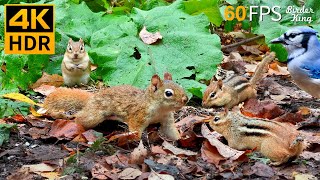 Cat TV for Cats to Watch 😺 Little Red Squirrel Chipmunks and Birds 🐿 8 Hours 4K HDR 60FPS [upl. by Acila]