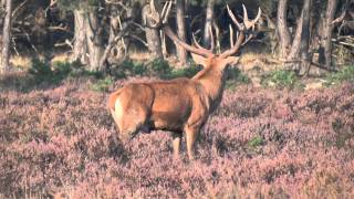 Bronst HogeVeluwe 2011 [upl. by Zeuqram203]