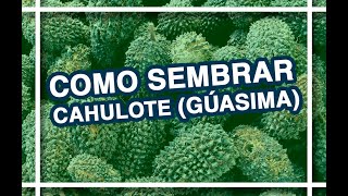 COMO SEMBRAR CAHULOTE GUASIMA 🌰🌳 [upl. by Mohr]