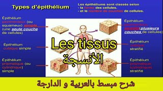 Cours 5  Les tissus epithélial et conjonctif الأنسجة [upl. by Haldane204]