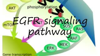 How to pronounce EGFR signaling pathway in English [upl. by Eelrefinnej]