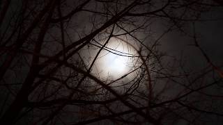 Wind in trees on a moonlit night relaxing nature sounds [upl. by Aerdnad]