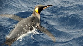 Subantarctic Wildlife  South SandwichSouth OrkneySouth Shetland Islands [upl. by Hsizan]