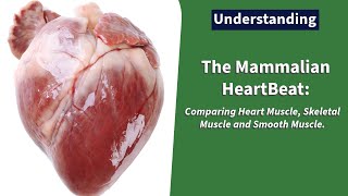 The Mammalian Heart Beat Comparing Heart Muscle Skeletal Muscle and Smooth Muscle Class 12Form 3 [upl. by Annal259]