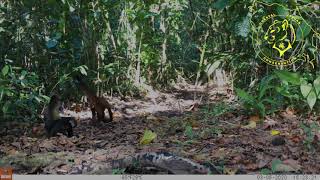 Spider monkey Ateles geoffroyi [upl. by Almire614]