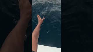 One in a million catch deep sea fishing on the party boat fishing florida saltwater fish [upl. by Atelra]