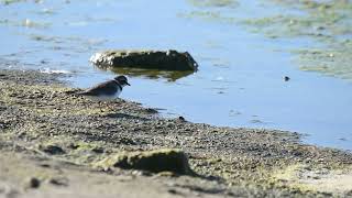 Chorlo Semipalnmeado Charadrius semipalmatus [upl. by Amble]