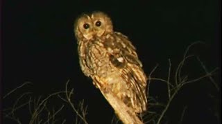 Cárabo común Strix aluco Tawny Owl [upl. by Ecirad]