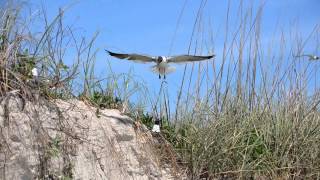 The Audubon Moment  The Laughing Gull [upl. by Derwon]