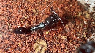 A Hurt Queen  Full Odontomachus Monticola Trap Jaws Update start 2023 [upl. by Alyacim]