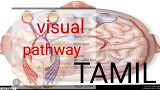 visual pathway  physiology in tamil physiotamil physiology [upl. by Idnis]