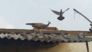 hungry birds eating food on morning trending piegeon nationalbirds viralvideo animals morni [upl. by Javed]