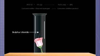 Bleaching Action of Sulphur Dioxide [upl. by Attenev]