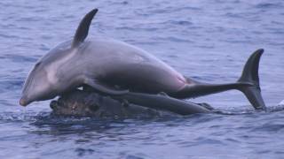 Science Bulletins Whales Give Dolphins a Lift [upl. by Gerianne278]