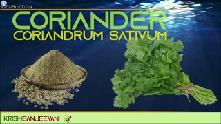 INFORMATION 45  CORIANDER CORIANDRUM SATIVUM [upl. by Kleiman]