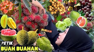 Petik buahbuahan dikebun  Bikin jus buah segar [upl. by Bronnie582]