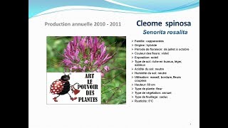 Tuto jardin Cleome spinosa Senorita rosalita fiche technique plante annuelle [upl. by Zielsdorf]