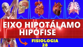 ADENOHIPÓFISE PROLACTINA  Eixo hipotálamohipófise  MK Fisiologia [upl. by Mufi]