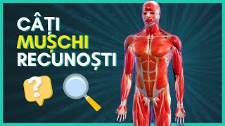 MUSCHII CORPULUI Uman pentru MEDICINA biceps triceps muschii spatelui piciorului abdomen etc [upl. by Vish]