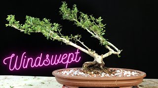 Ilex Schillings Bonsai Repotted Windswept style [upl. by Lledra]