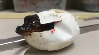 Baby Alligator hatching caught on camera at Australian Reptile Park [upl. by Garmaise406]