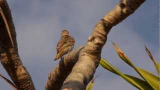 Australasian Figbird Sphecotheres vieilloti ♀  Australischer Feigenpirol 1 [upl. by Om]