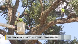 When to prepare your trees home as a storm brews in the Gulf [upl. by Nywled]