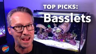 LiveAquaria® Top Picks Basslets for your Marine Aquarium [upl. by Alysia]