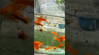 breeding pairs of swordtail fish swordtails swordtail fishpond viral reels reels shorts [upl. by Odrawde751]