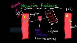 Positive and negative feedback mechanism HSC biology [upl. by Arrotal209]