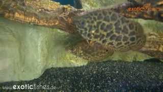 EXOTIC FISHES  LeopardBuschfisch Ctenopoma acutirostre [upl. by Artemla]