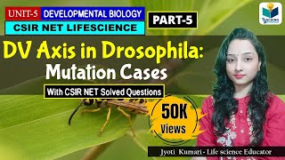 DORSAL VENTRAL AXIS FORMATION IN DROSOPHILAPART5 MUTATION CASES CSIR NET DEV BIO [upl. by Eiliak]