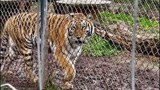 Tigers at Catty Shack Ranch Wildlife Sanctuary FL [upl. by Biagio]