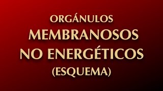 CÉLULA EUCARIOTA ORGÁNULOS MEMBRANOSOS NO ENERGÉTICOS [upl. by Iadrahs]