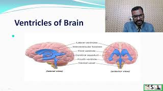 मस्तिष्कमेरु द्रव और सीएसएफ के कार्य Ventricles of Brain  cerebrospinal fluid and functions of CSF [upl. by Venezia534]