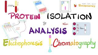 Protein Isolation Electrophoresis Isoelectric Focusing Chromatography amp Protein Analysis 🧐 🧪 [upl. by Sheeran]