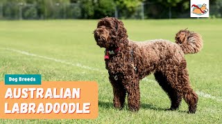 Australian Labradoodle Your Complete Guide To The First Labrador Poodle Mix [upl. by Hinze]