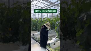 멜론 잘키우다 망했을때 😭 멜론 혁신밸리 [upl. by Johnny664]