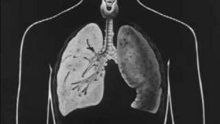 Tuberculosis and How it May be Avoided 1930 Pt 1 of 3 [upl. by Leamse663]