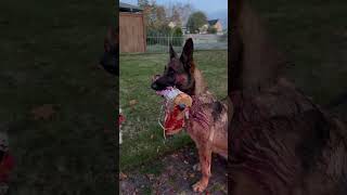 Service Dog Joins in on Halloween Costume Fun [upl. by Hurwit]