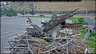 Hellgate Canyon Ospreys 2024  Look Who Went Fishing For The Chicks July 25 2024 [upl. by Latton]