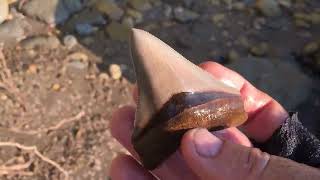 Calvert Cliffs Megalodon  pristine [upl. by Bicknell312]