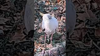 YELLOW BILLED STORK KANSAS CITY ZOO [upl. by Naus]