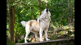 Wolves Howling Compilation 8hr HD 1080p [upl. by Nelad]