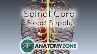 Spinal Cord Anatomy  Blood Supply  3D Anatomy Tutorial [upl. by Yl]