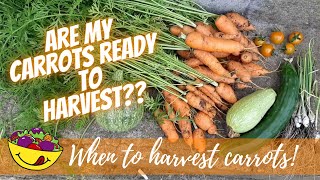 When to harvest carrots UK Nantes and Chantenay carrot harvest [upl. by Oner]