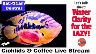 Is CHEMICAL FILTRATION A LAZY SHORTCUT  The Cichlids amp Coffee LIVE STREAM [upl. by Adnarb317]