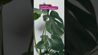 Monstera Deliciosa Plant Care Tips 🌿  Quick Guide [upl. by Alverson]