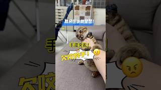 耳朵往後擺的大貓，怒氣沖沖 cat [upl. by Darahs]